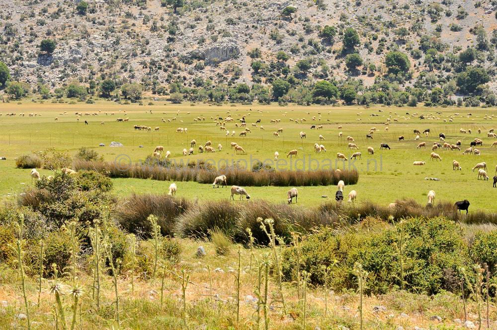Omalo_plateau_Lassithi_026.jpg