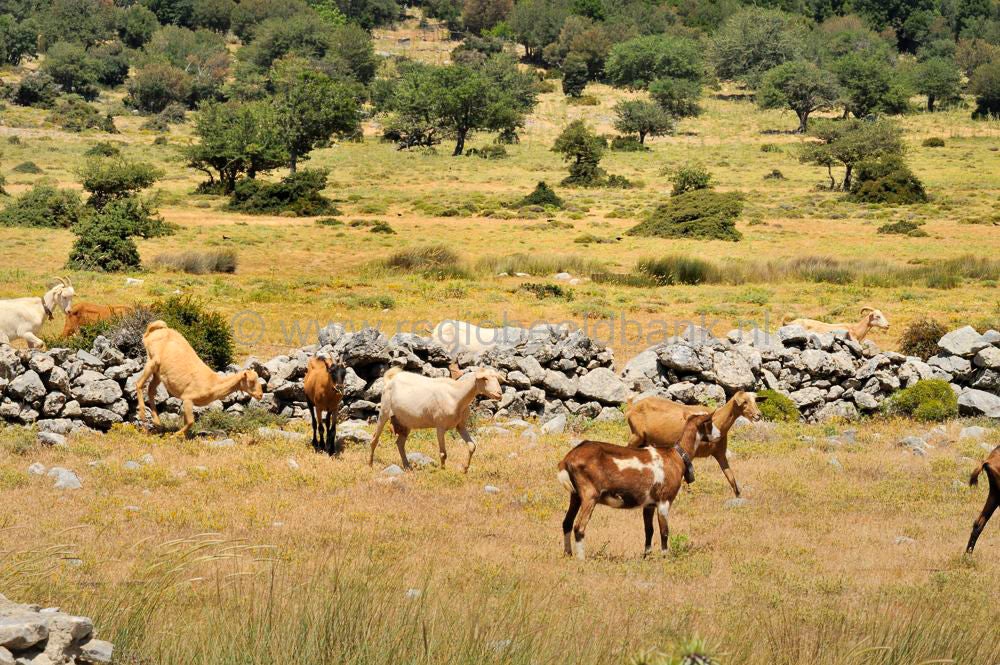 Omalo_plateau_Lassithi_041.jpg