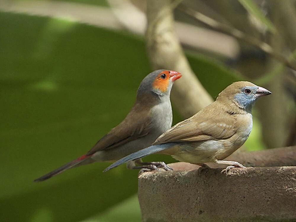 Orange-ckeekedWaxbill_036.jpg