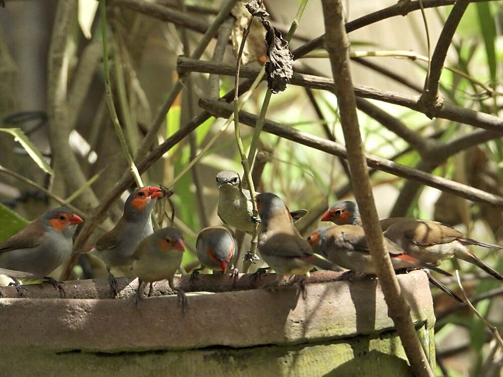 Orange-ckeekedWaxbill_038.jpg
