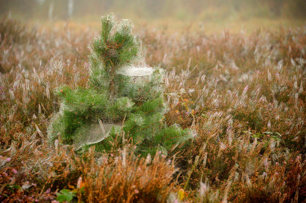 Overasseltse_en_Hatertse_Vennen_020.jpg