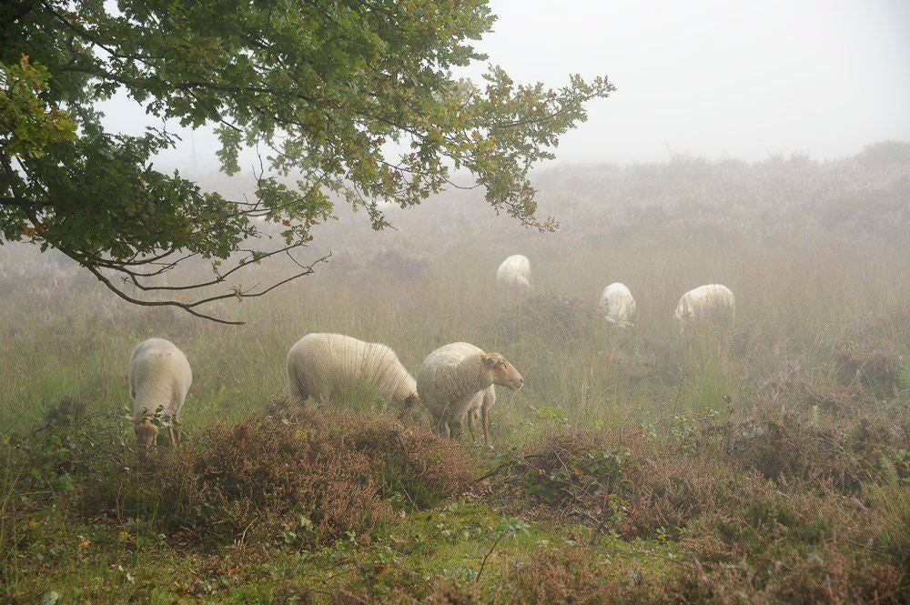 Overasseltse_en_Hatertse_Vennen_028.jpg
