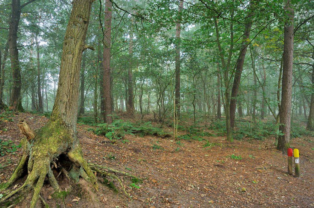 Overasseltse_en_Hatertse_Vennen_031.jpg