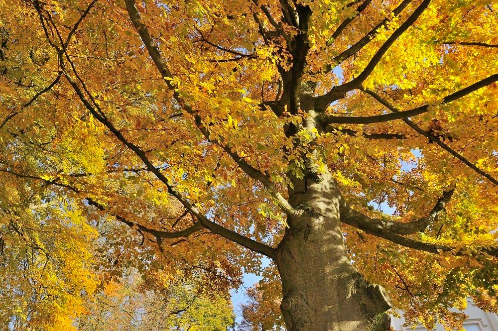 Park-Huize_Scherpenzeel_006.jpg