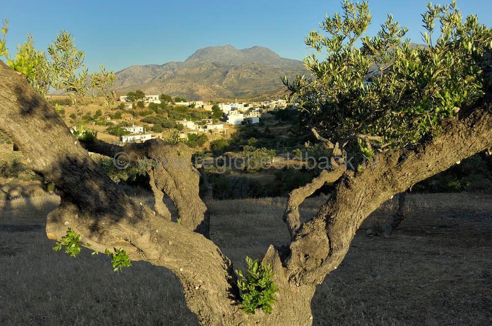 Pefki_AgioStefanos_kreta_0626a0645.jpg