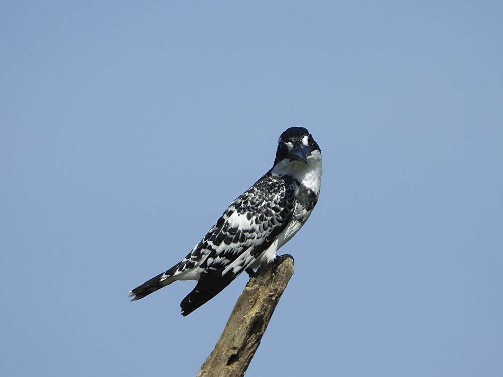 PiedKingfisher_019.jpg