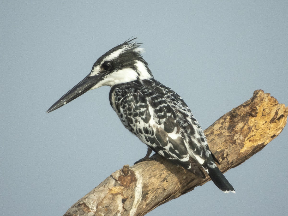 PiedKingfisher_3124.jpg