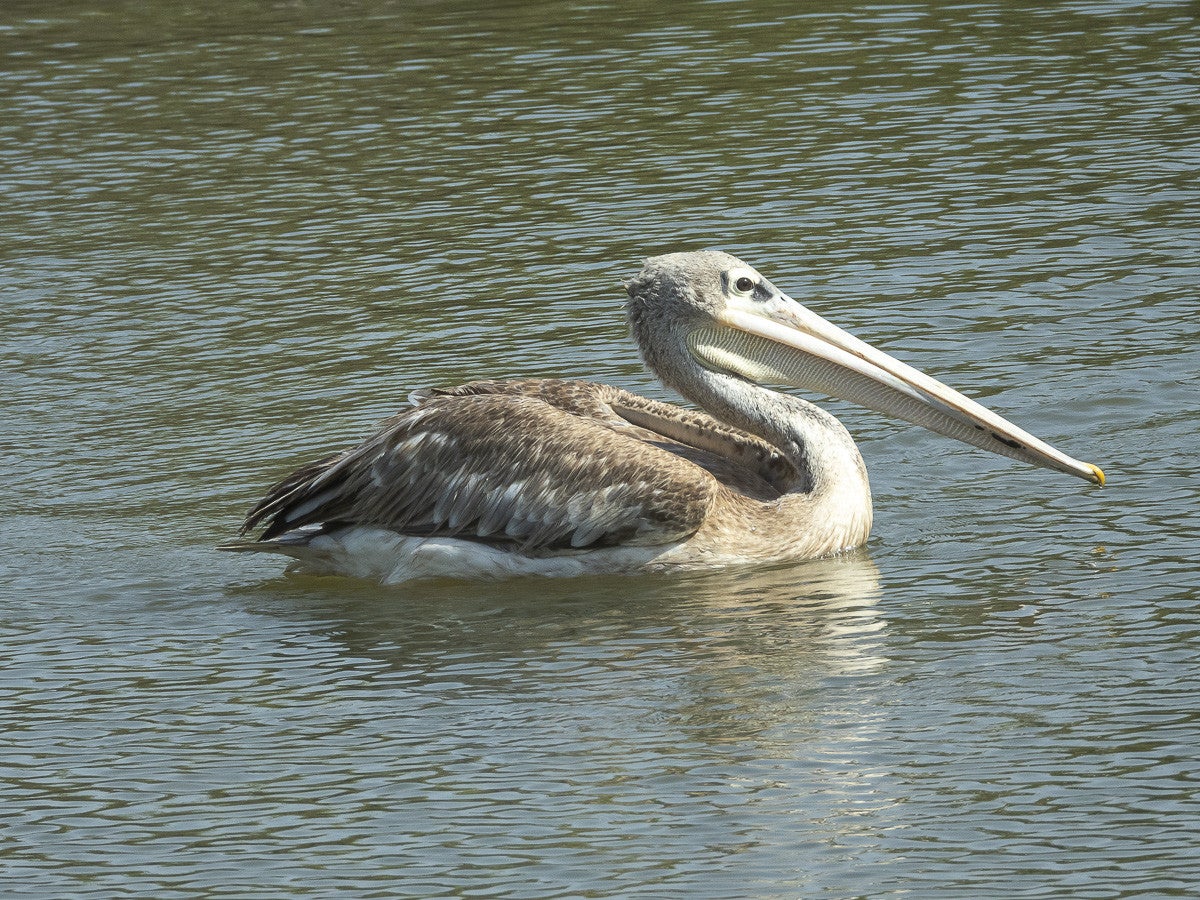 Pink-backedPelican_0743.jpg