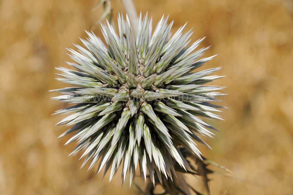 Polyrinia_058.jpg