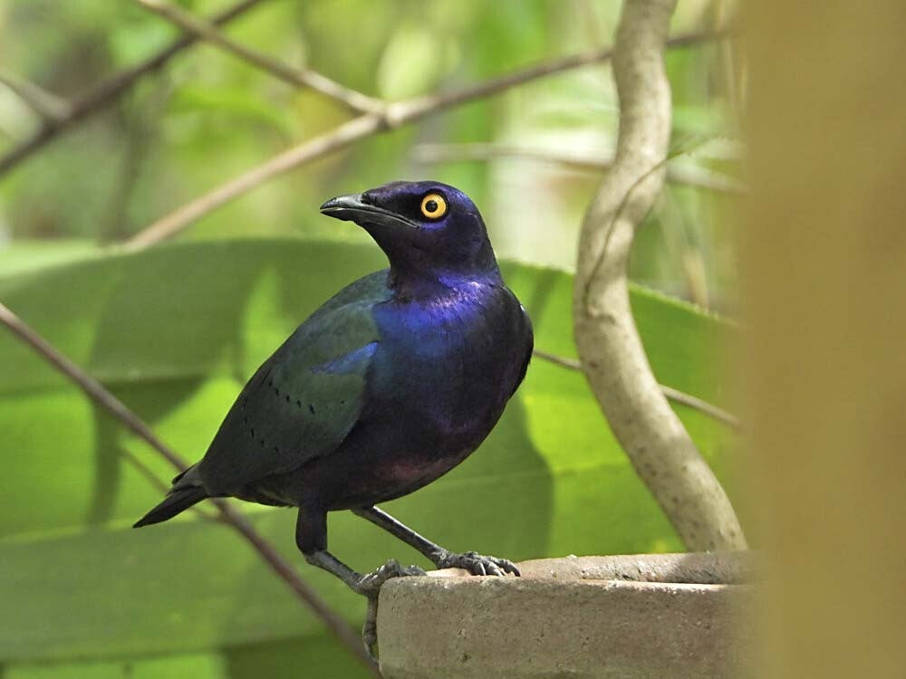 PurpleGlossyStarling_019_011.jpg
