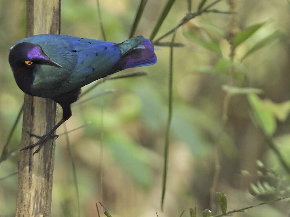 PurpleGlossyStarling_019_014.jpg