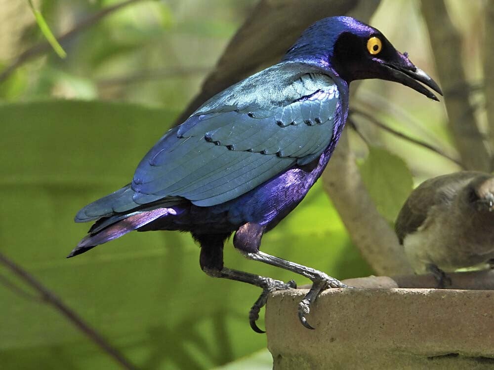 PurpleGlossyStarling_019_033.jpg