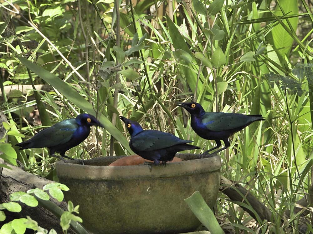 PurpleGlossyStarling_019_035.jpg