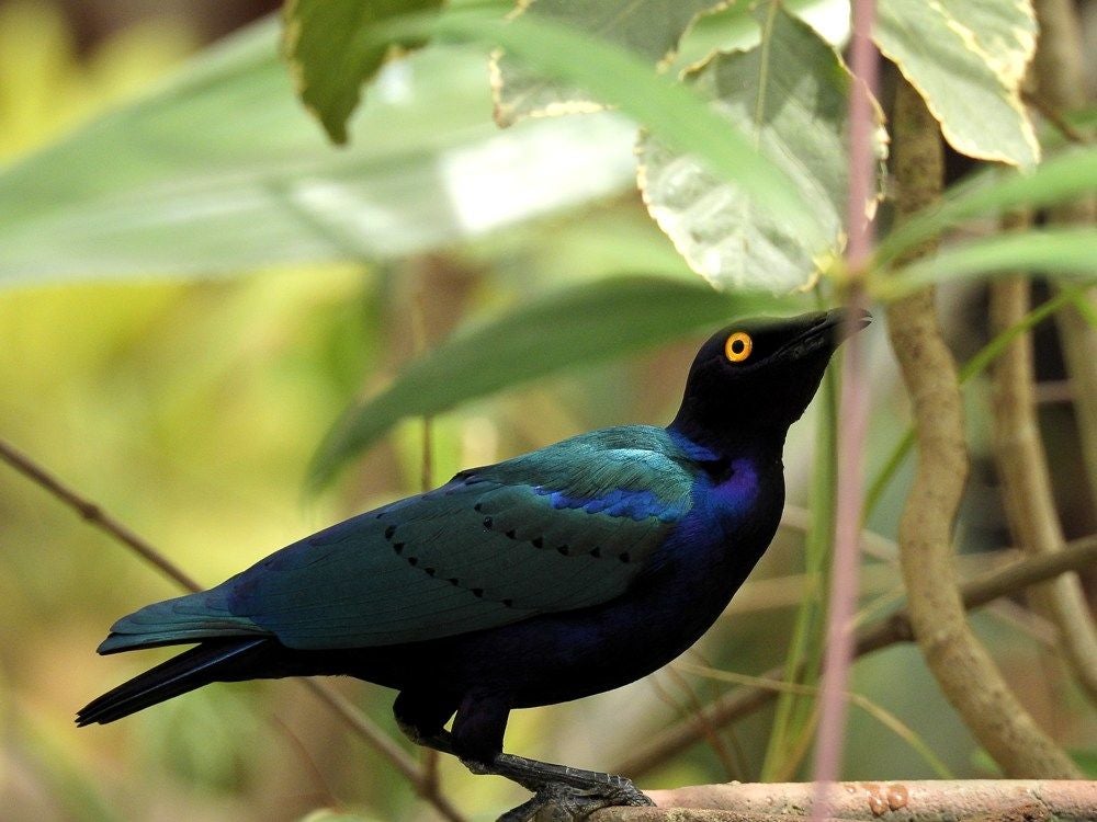 PurpleGlossyStarling_362.jpg