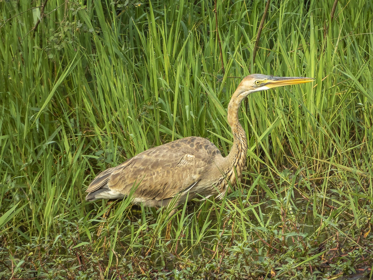 PurpleHeron_5459.jpg