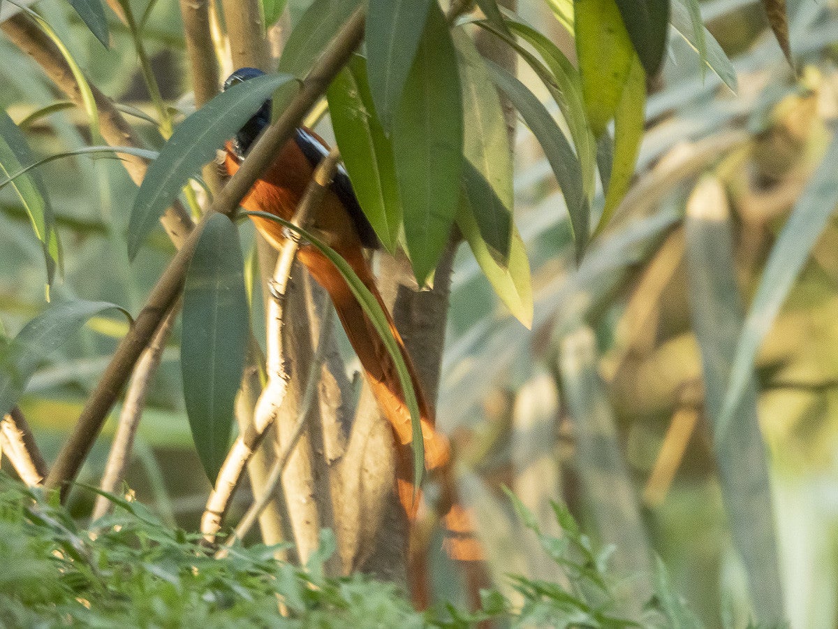 Red-belliedParadiseFlycatcher_818.jpg
