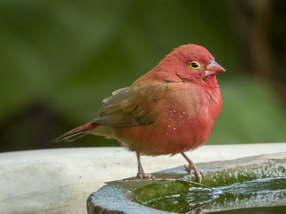 Red-billedFirefinch_0363.jpg