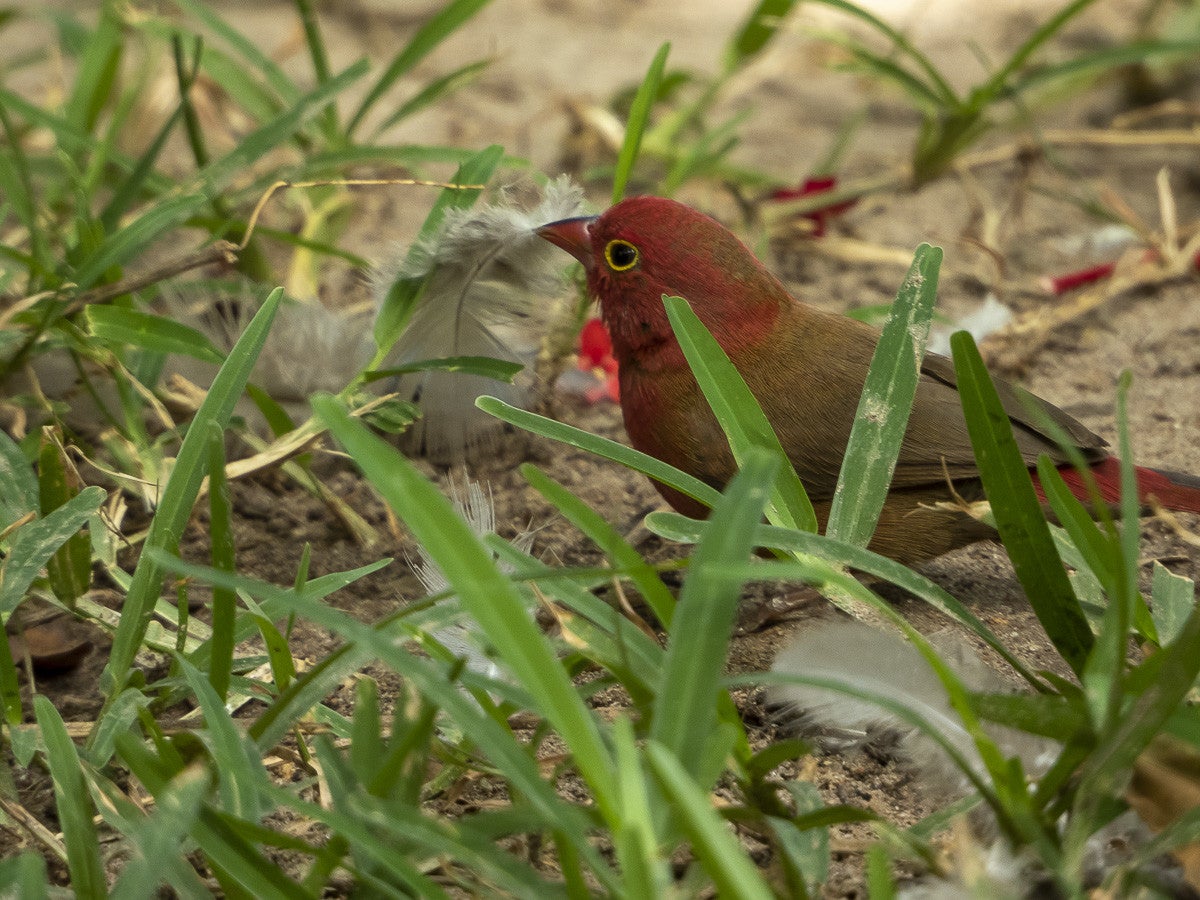 Red-billedFirefinch_5327.jpg