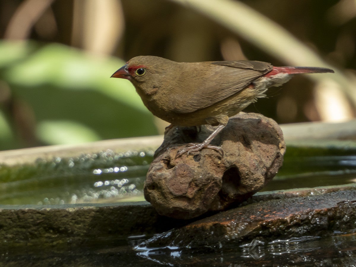 Red-billedFirefinch_female_5322.jpg