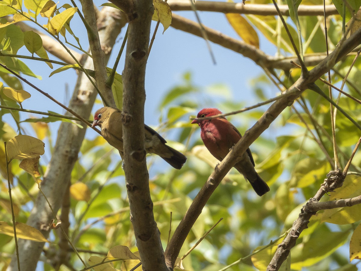 Red-billedFirefinch_male-female_0807-2.jpg