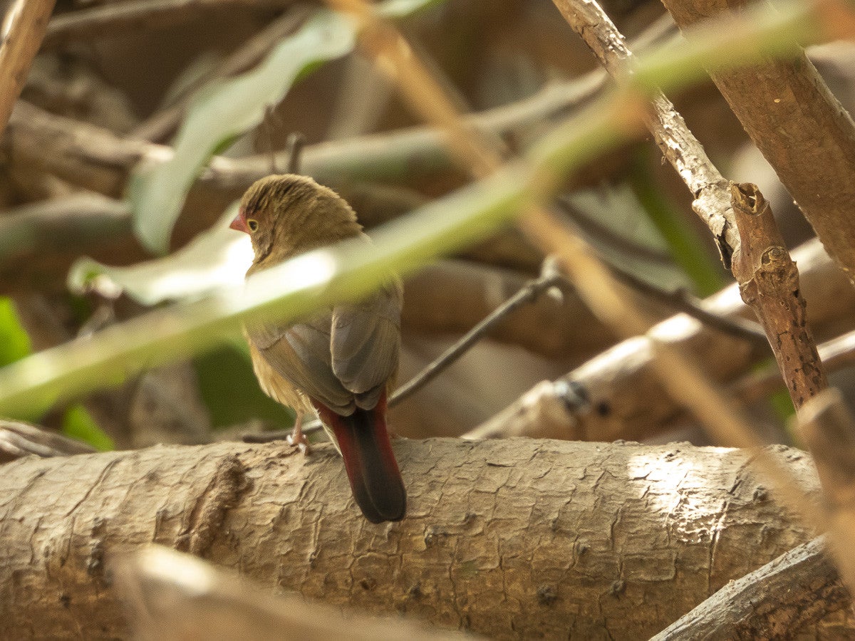 Red-billedFirefinchfemale_5520.jpg