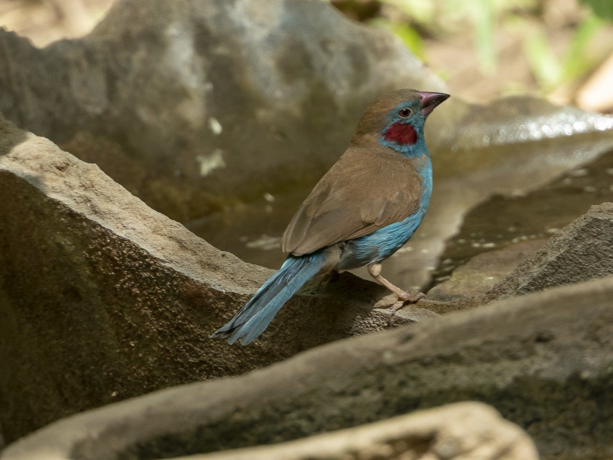 Red-cheekedGordonBlue_5317.jpg