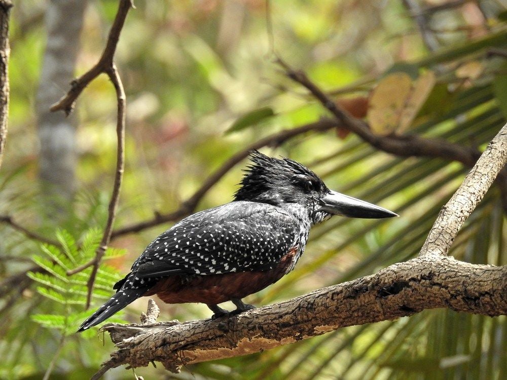 RedbreastedKingfisher_357-1.jpg