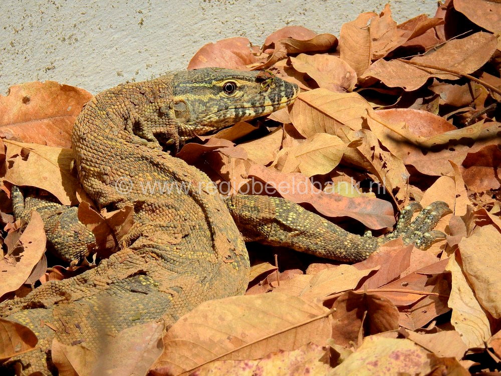 Reptile Farm Kartong