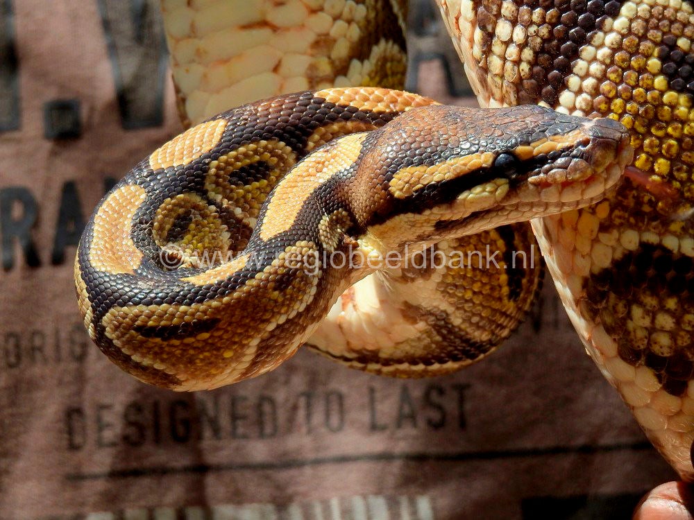 Reptile_Farm_Kartong_0901.jpg