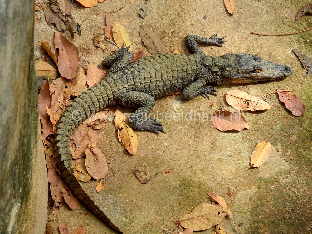 Reptile_Farm_Kartong_0903.jpg