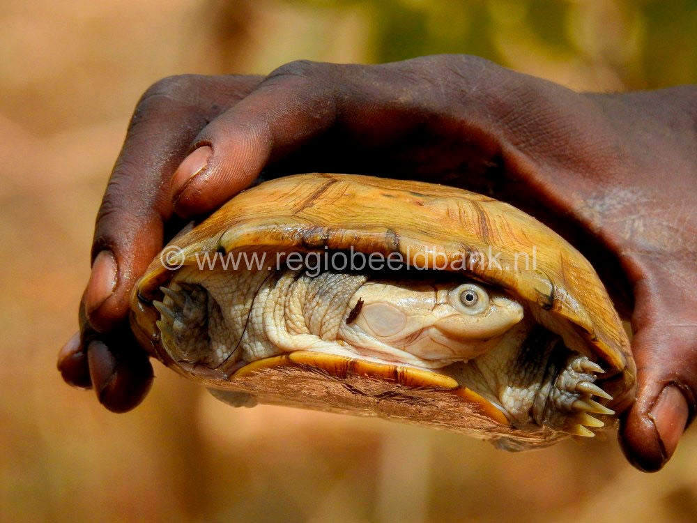 Reptile_Farm_Kartong_0906.jpg