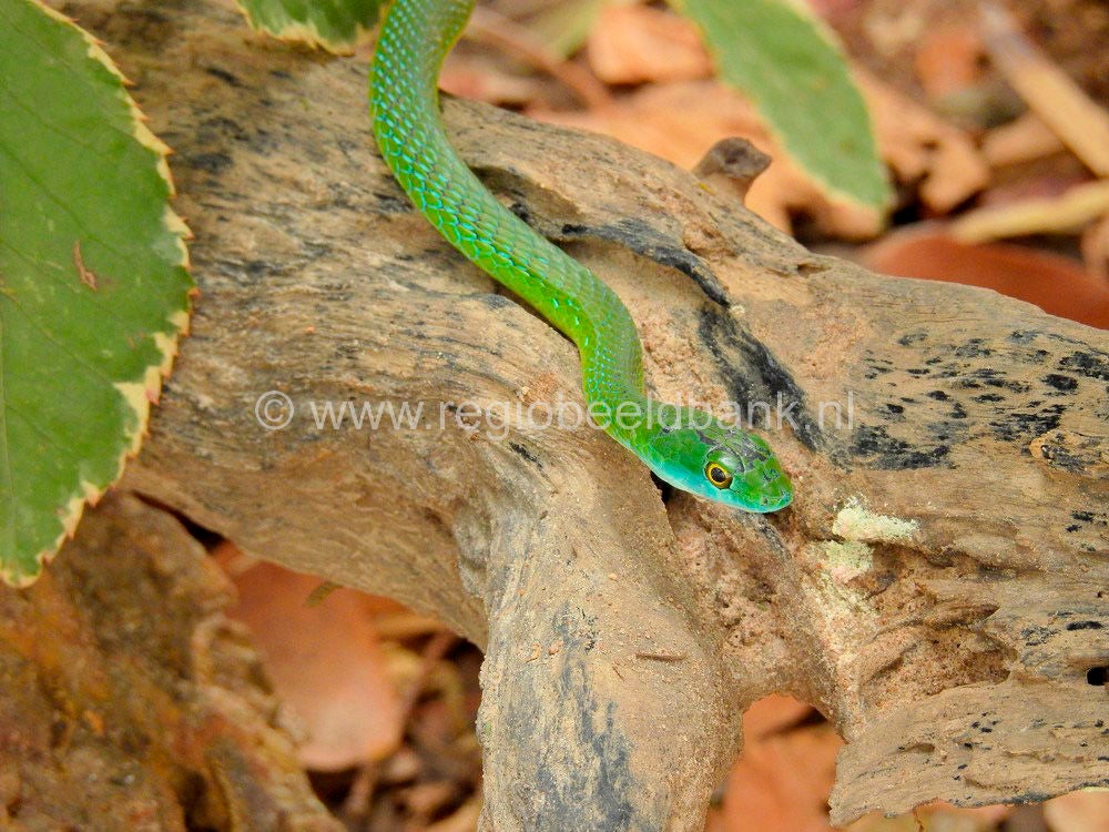 Reptile_Farm_Kartong_0910-1.jpg