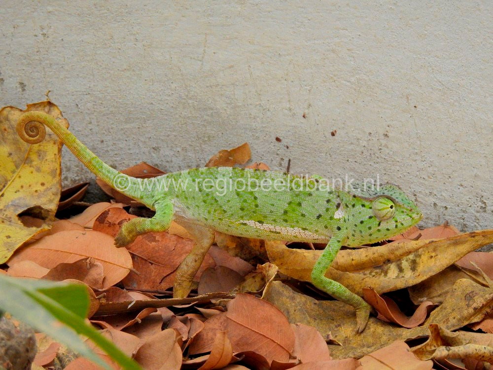 Reptile_Farm_Kartong_0912.jpg
