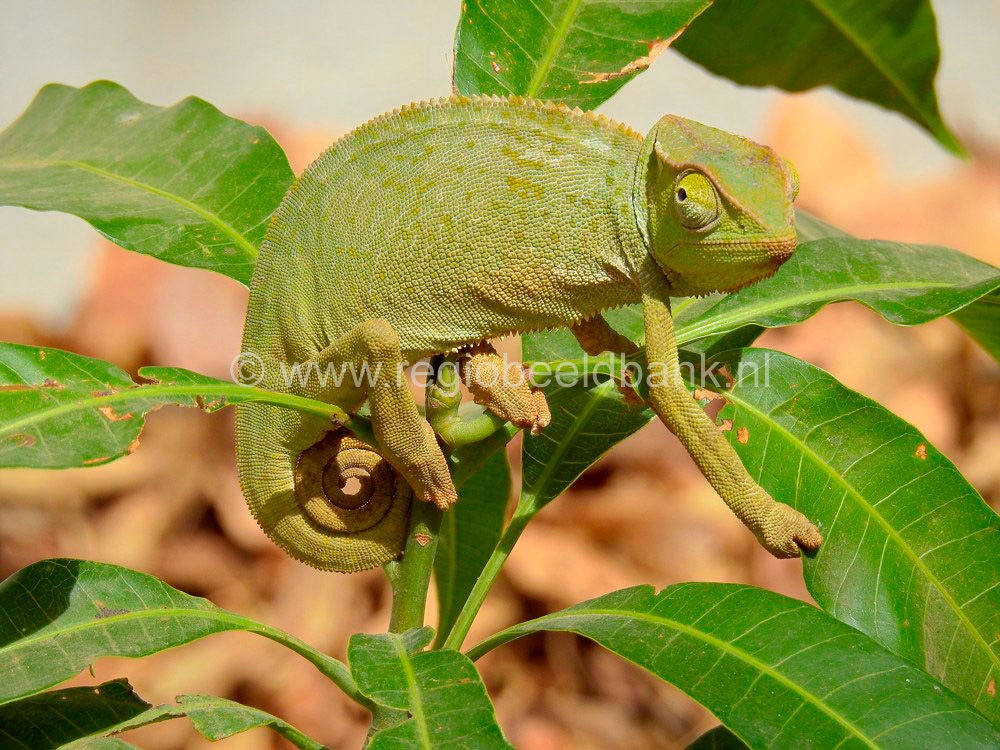Reptile_Farm_Kartong_0915.jpg