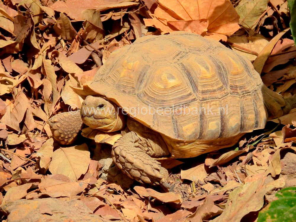 Reptile_Farm_Kartong_0917.jpg