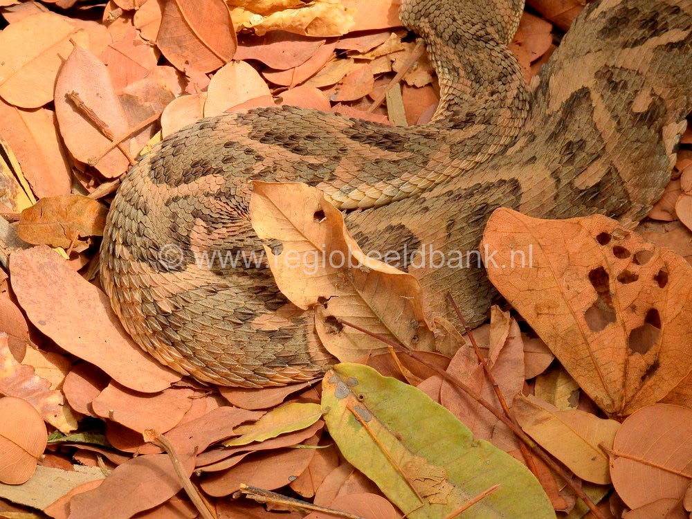 Reptile_Farm_Kartong_0919.jpg