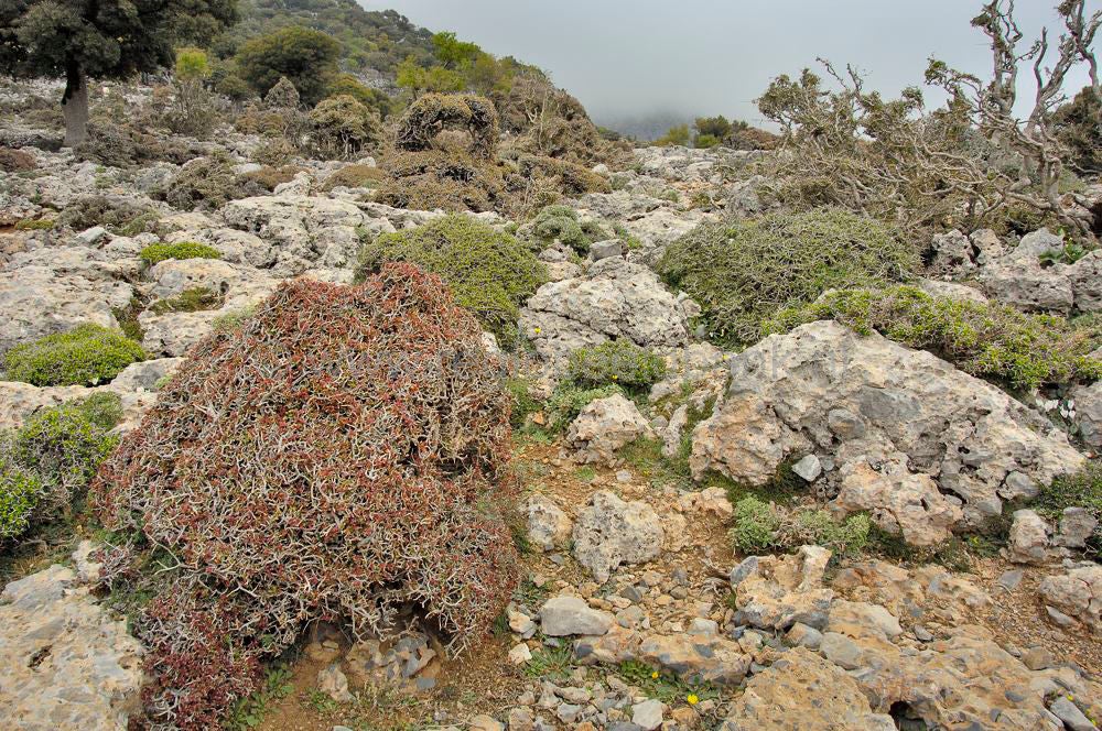 Route_Zaros_kreta_1086.jpg