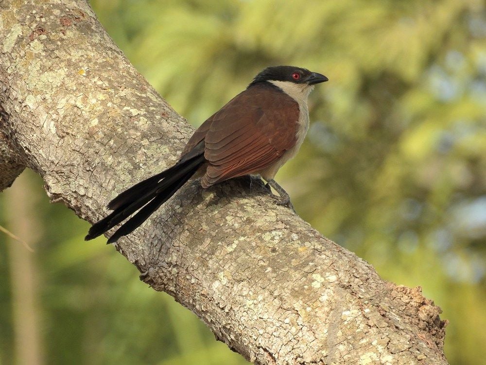 SenegalCoucal_337-1.jpg