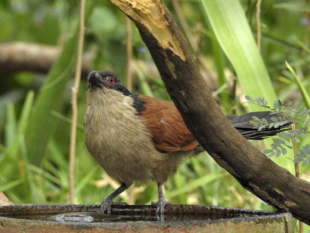 SenegalCoucal_361.jpg