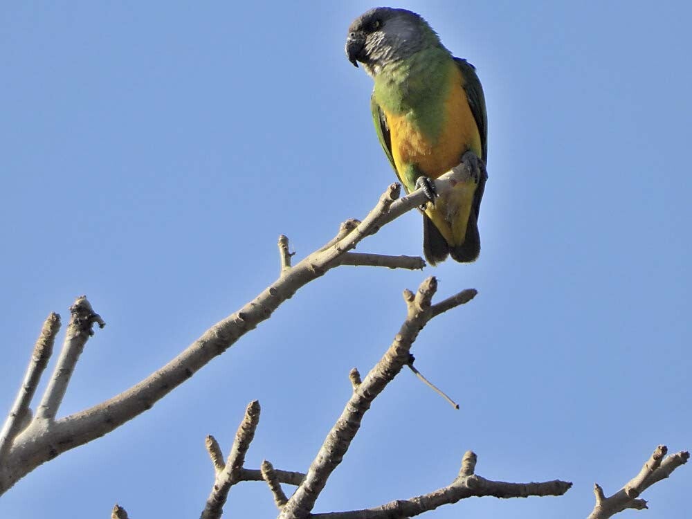 SenegalParrot_001.jpg