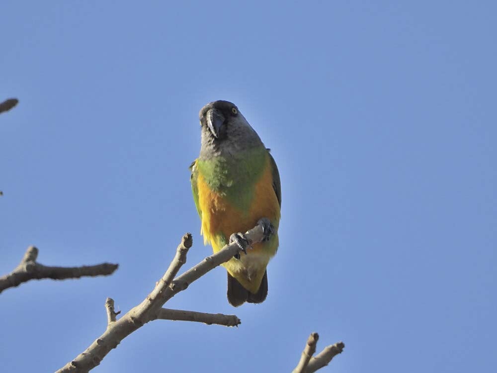 SenegalParrot_002.jpg