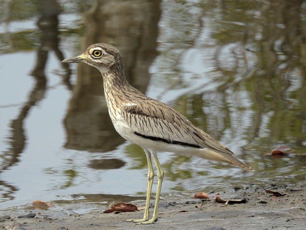 SenegalThick-knee_355-1.jpg