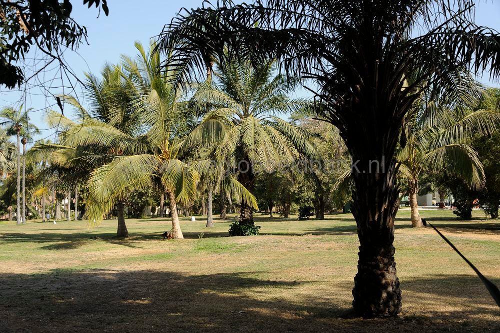 Senegambia_687.jpg