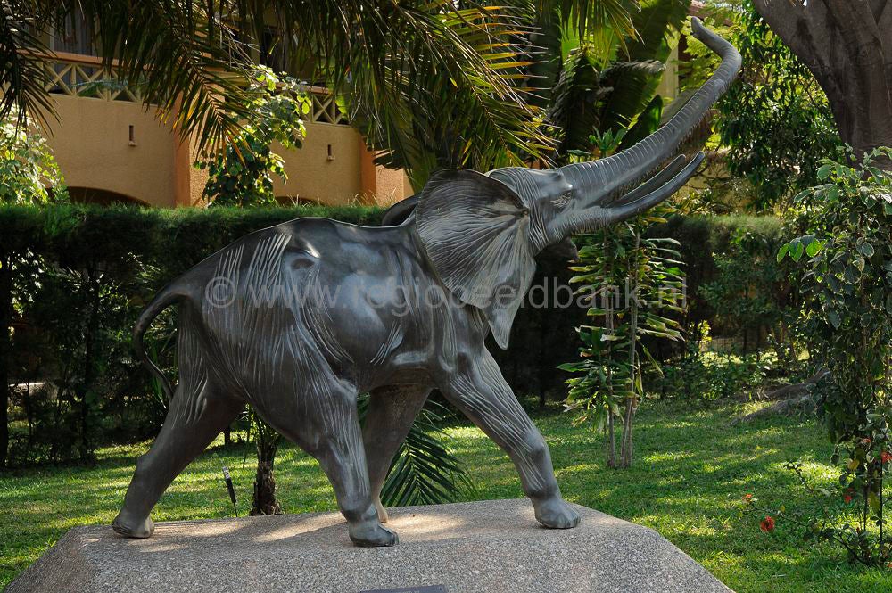 Senegambia_693.jpg