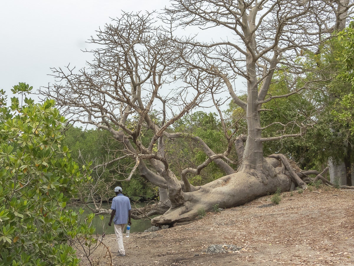 Sita Joyeh - Baobab Island