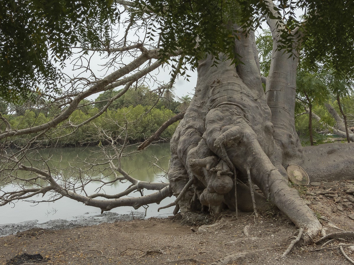 SitaJoyeh-BaobabIsland_4450.jpg