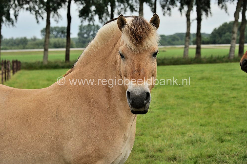 Slagmaatpad_036.jpg