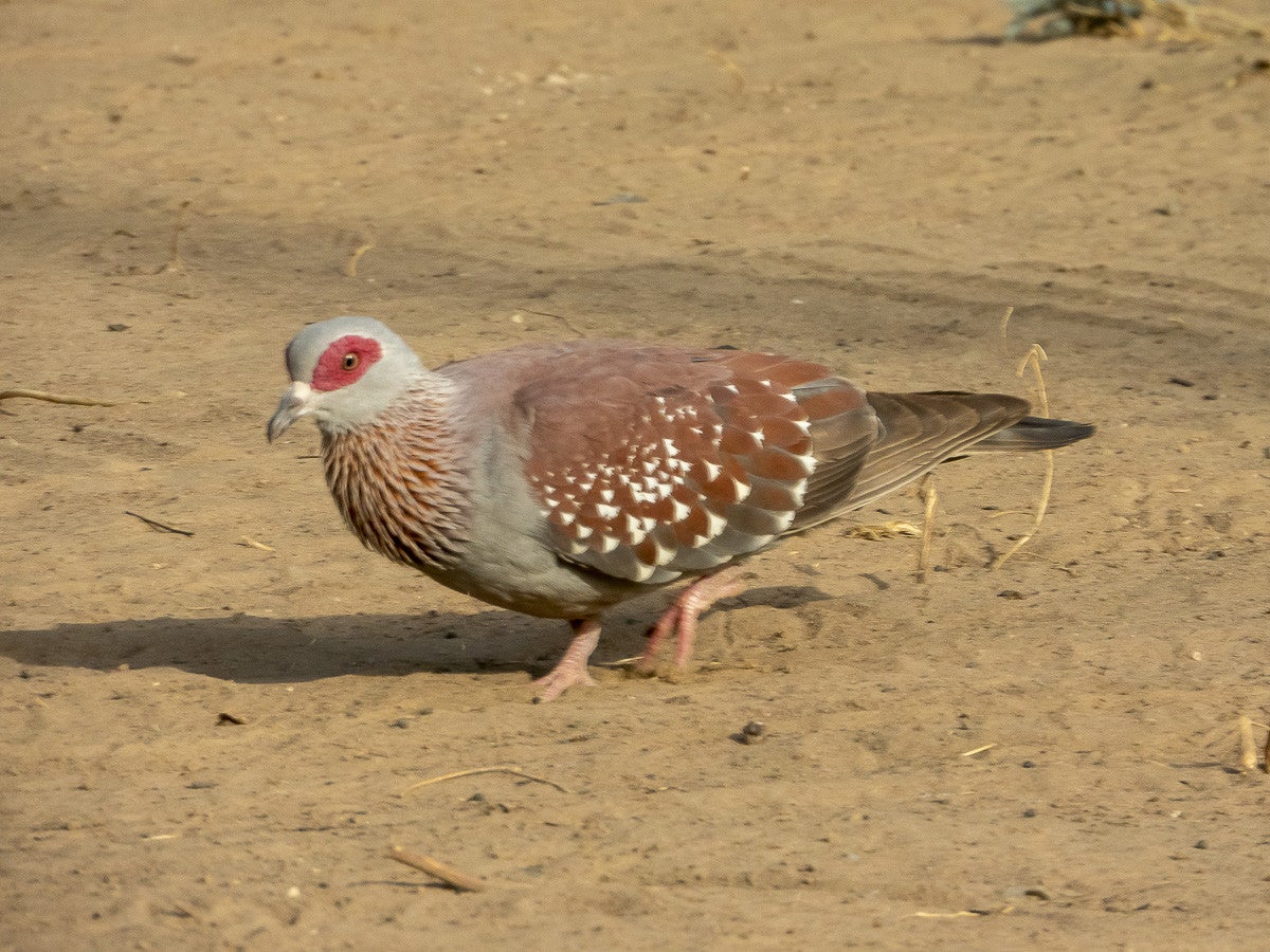 SpeckledPigeon_1128.jpg