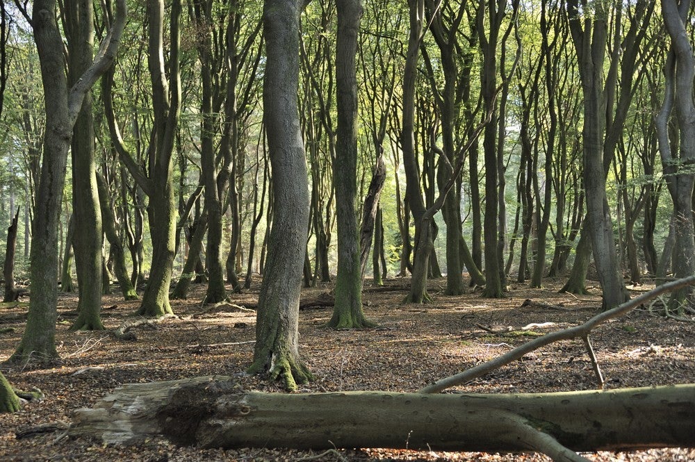 Speulderbos_herfst_004.jpg
