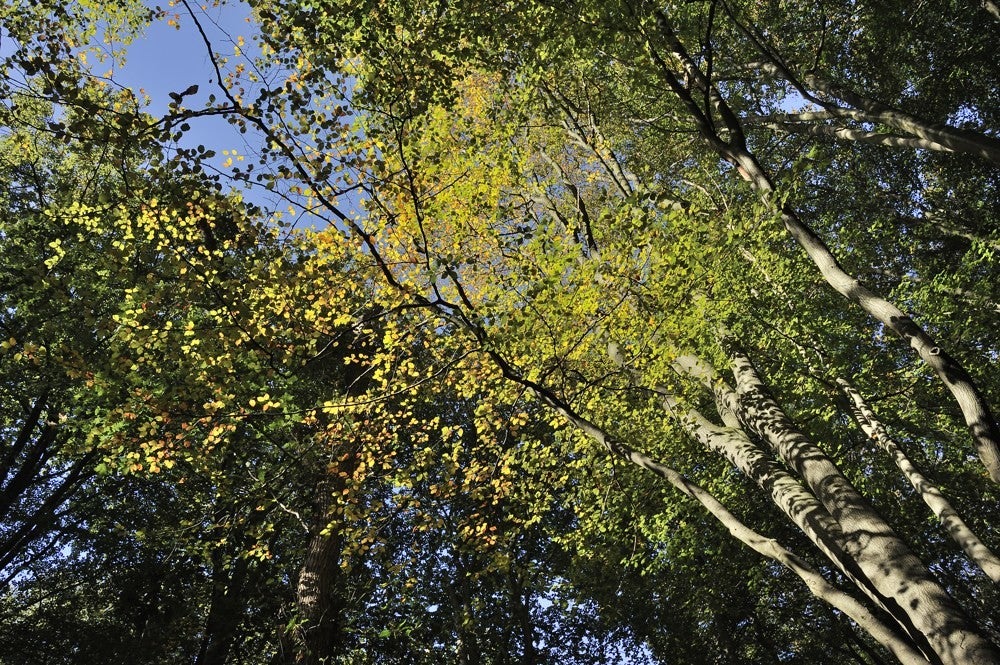 Speulderbos_herfst_006.jpg